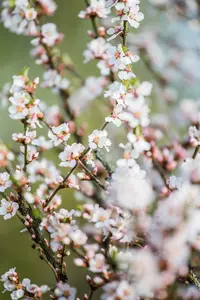 prunus tomentosa (30- 40cm) - afbeelding 3