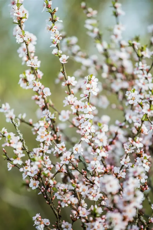 prunus tomentosa (30- 40cm) - afbeelding 4