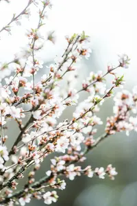 prunus tomentosa (30- 40cm) - afbeelding 5