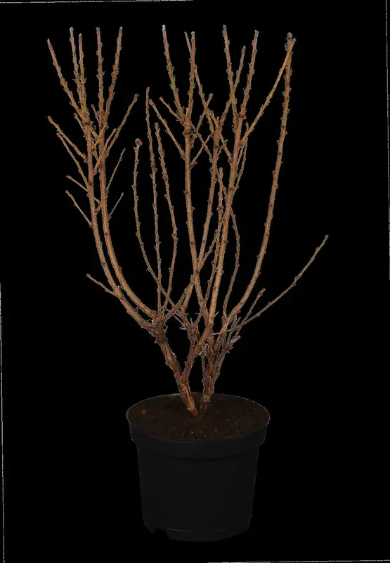 prunus tomentosa (30- 40cm) - afbeelding 1