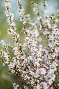 Prunus tomentosa 40- 60   C4 - afbeelding 3