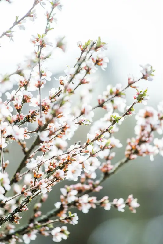 Prunus tomentosa 40- 60   C4 - afbeelding 4