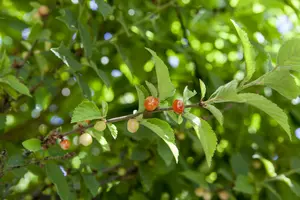 Prunus tomentosa 40- 60 C4