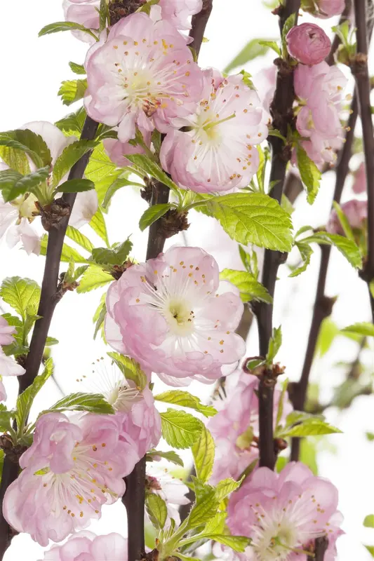 prunus triloba (50- 60cm) - afbeelding 2