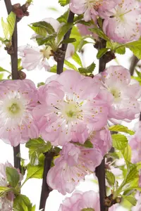 prunus triloba (50- 60cm) - afbeelding 3