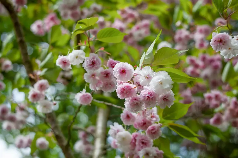 prunus triloba (50- 60cm) - afbeelding 5