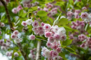 prunus triloba (50- 60cm) - afbeelding 5