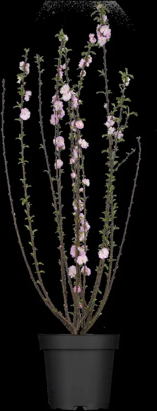 prunus triloba (50- 60cm) - afbeelding 1