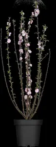 prunus triloba (50- 60cm) - afbeelding 5