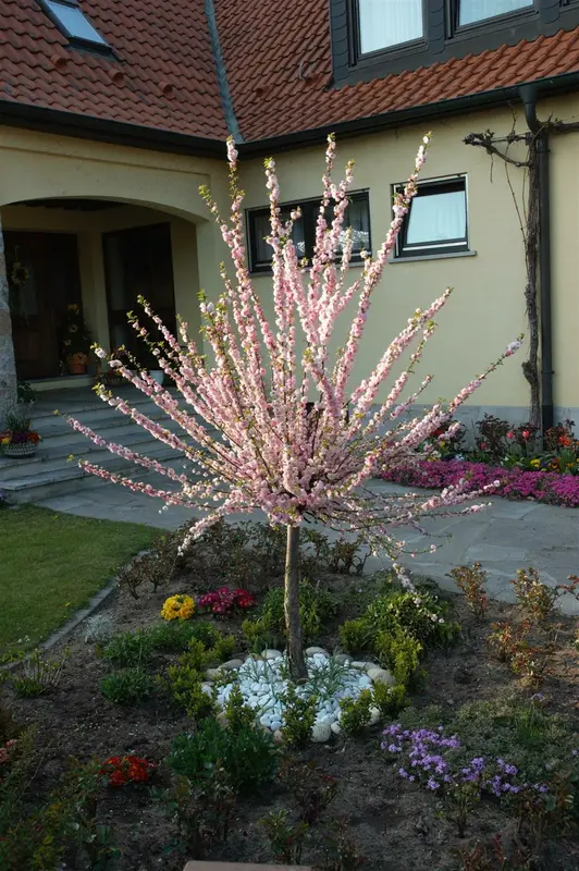prunus triloba (50- 60cm) - afbeelding 4