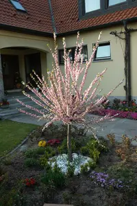 prunus triloba (50- 60cm) - afbeelding 4