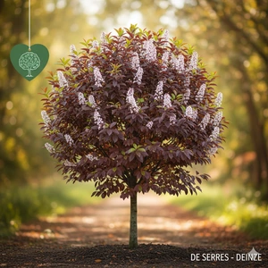 Prunus virginiana 'Canada Red' 12/14 C (HO)