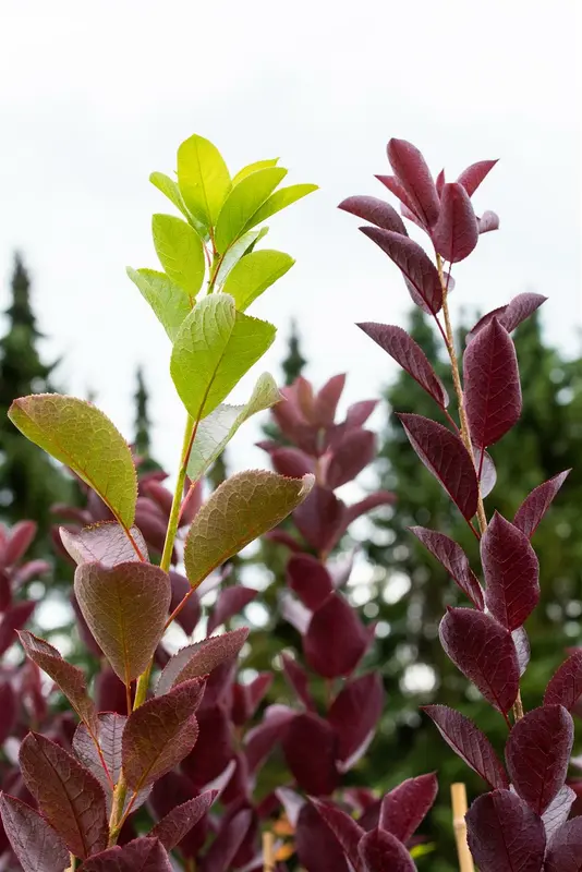 Prunus virginiana 'Shubert' 8/10 HO BW
