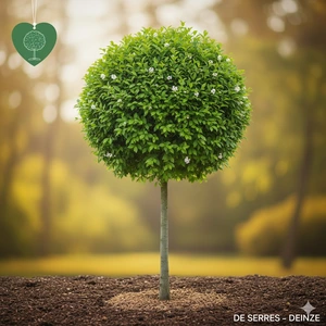 Prunus x eminens 'Umbraculifera' C10