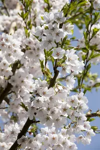 Prunus yedoensis 150-175   C18 - afbeelding 5