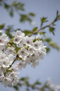 prunus yedoensis (300-350 cm) - afbeelding 2