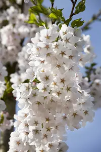 prunus yedoensis (300-350 cm) - afbeelding 3
