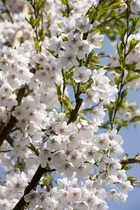 prunus yedoensis (300-350 cm) - afbeelding 5