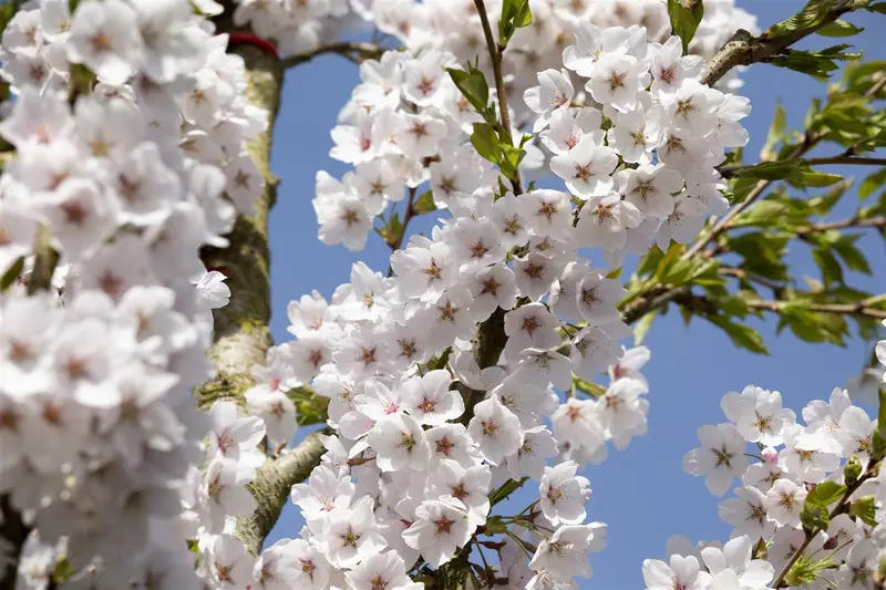 prunus yedoensis (300-350 cm) - afbeelding 1