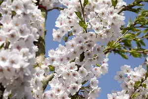 prunus yedoensis (300-350 cm) - afbeelding 5
