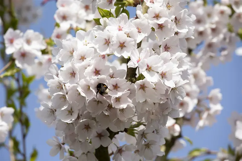 prunus yedoensis (300-350 cm) - afbeelding 4