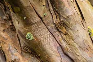 acer pseudoplatanus (60- 90cm) - afbeelding 5