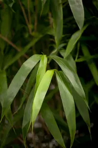 pseudosasa japonica (bambusa metake) (60- 80cm) - afbeelding 4