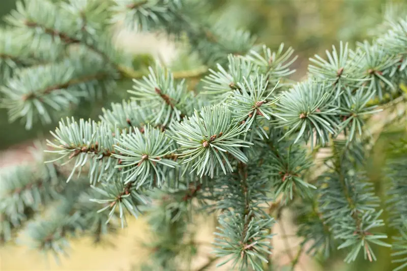pseudotsuga menziesii ( douglasii) (40- 60cm) - afbeelding 1