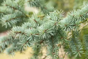 pseudotsuga menziesii ( douglasii) (40- 60cm) - afbeelding 5