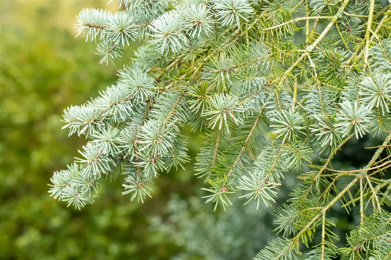 pseudotsuga menziesii ( douglasii) (40- 60cm) - afbeelding 2