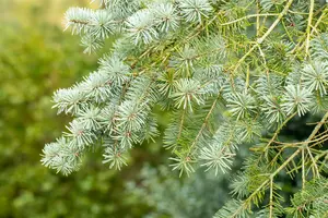 pseudotsuga menziesii ( douglasii) (40- 60cm) - afbeelding 2