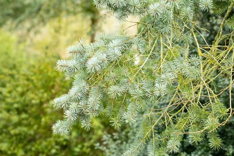 pseudotsuga menziesii ( douglasii) (40- 60cm) - afbeelding 3