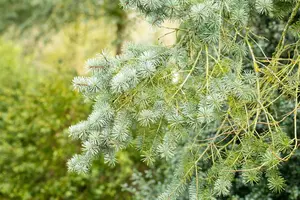 pseudotsuga menziesii ( douglasii) (40- 60cm) - afbeelding 3