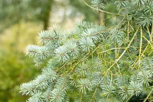 pseudotsuga menziesii ( douglasii) (40- 60cm) - afbeelding 4