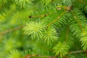 pseudotsuga menziesii ( douglasii) (40- 60cm) - afbeelding 5