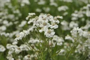 achillea ptarmica P9 - afbeelding 5