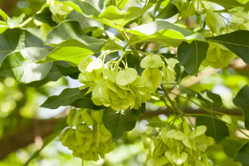 ptelea trifoliata (100-125 cm) - afbeelding 1