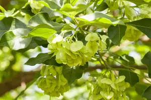 ptelea trifoliata (100-125 cm) - afbeelding 5
