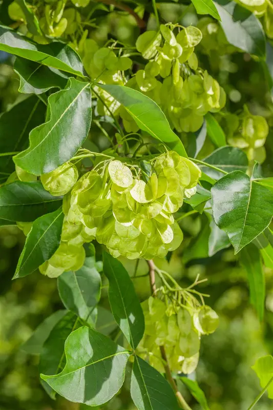 ptelea trifoliata (250-300 cm) - afbeelding 3