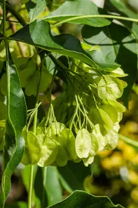 ptelea trifoliata (250-300 cm) - afbeelding 4