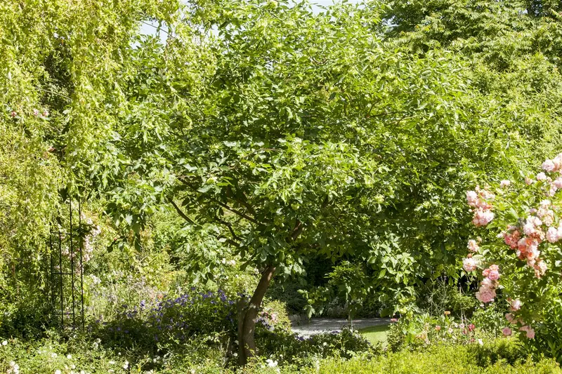 ptelea trifoliata (250-300 cm) - afbeelding 2