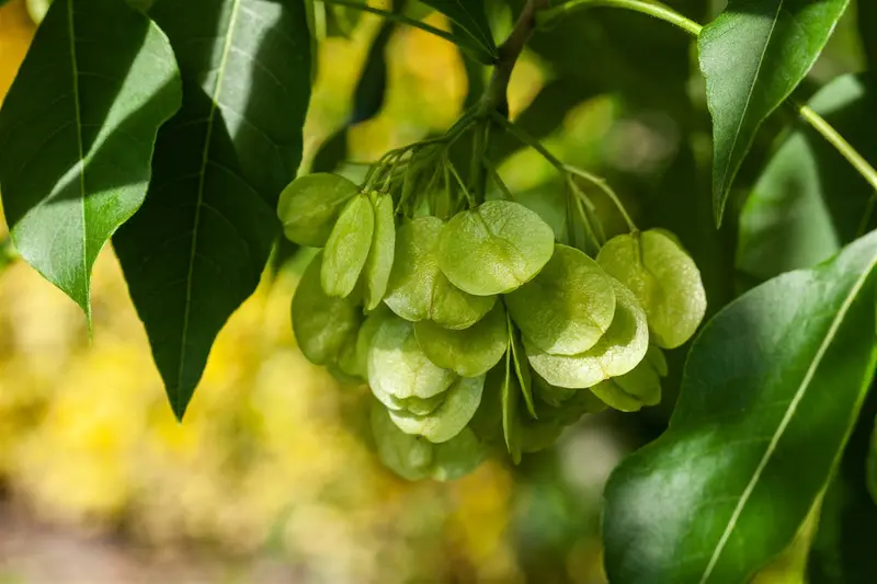 ptelea trifoliata (250-300 cm) - afbeelding 5