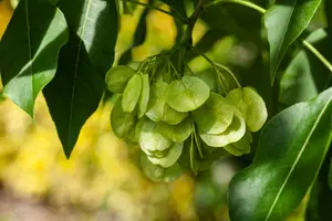 ptelea trifoliata (250-300 cm) - afbeelding 5