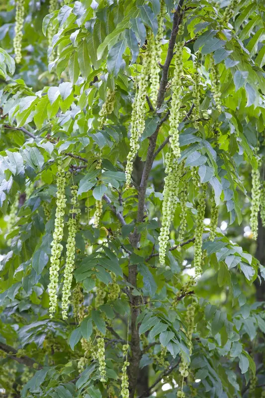 pterocarya fraxinifolia (250-300 cm) - afbeelding 1