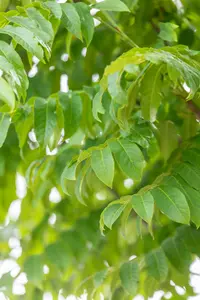 pterocarya fraxinifolia (250-300 cm) - afbeelding 5