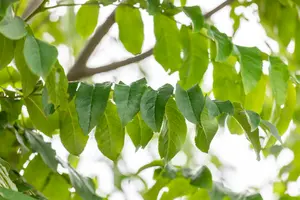 pterocarya fraxinifolia (250-300 cm) - afbeelding 2