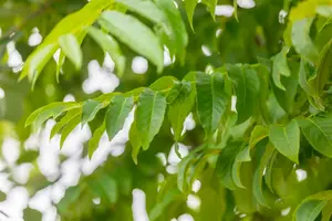 pterocarya fraxinifolia (250-300 cm) - afbeelding 3