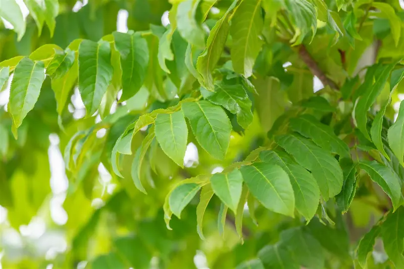 pterocarya fraxinifolia (250-300 cm) - afbeelding 4