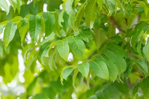 pterocarya fraxinifolia (250-300 cm) - afbeelding 4