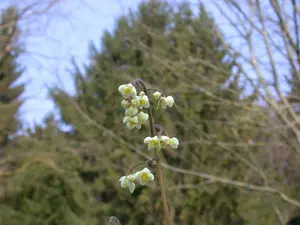 epimedium pubigerum P9 - afbeelding 2